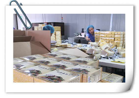 增強免疫力產品片劑代加工山東代工廠德州健之源生物公司，哪里有專業(yè)壓片糖果代加工廠家