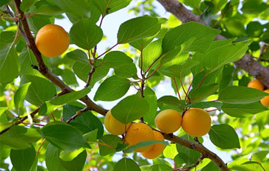 立夏吃個(gè)杏，到老沒有病