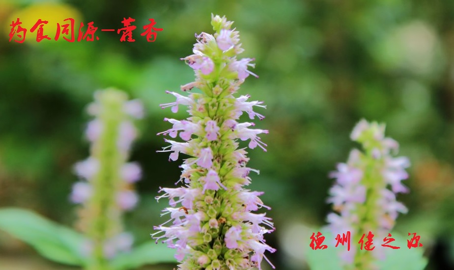 藿香薄荷茶，炎炎烈日的防暑茶