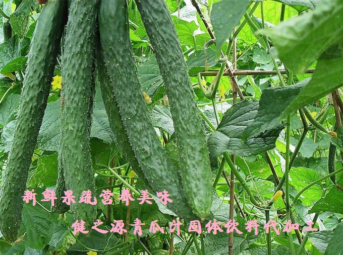 青瓜的六大營養(yǎng)價值，你知道嗎？