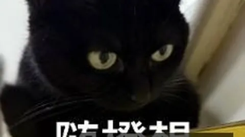 芬兰主场强势出击，蜜雪儿解析胜利之路
